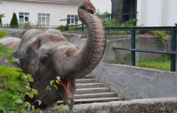 Kaļiņingradas zoodārzs