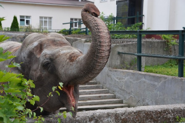 Kaļiņingradas zoodārzs